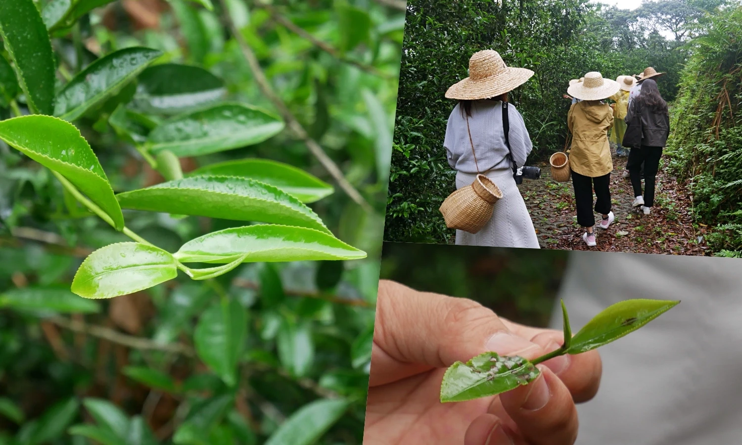 鶯歌三峽一日遊 │週末小旅行 新北美術館 療癒系手作行程推薦 - 第3張圖 鶯歌三峽一日遊 三峽 谷芳有機茶園
